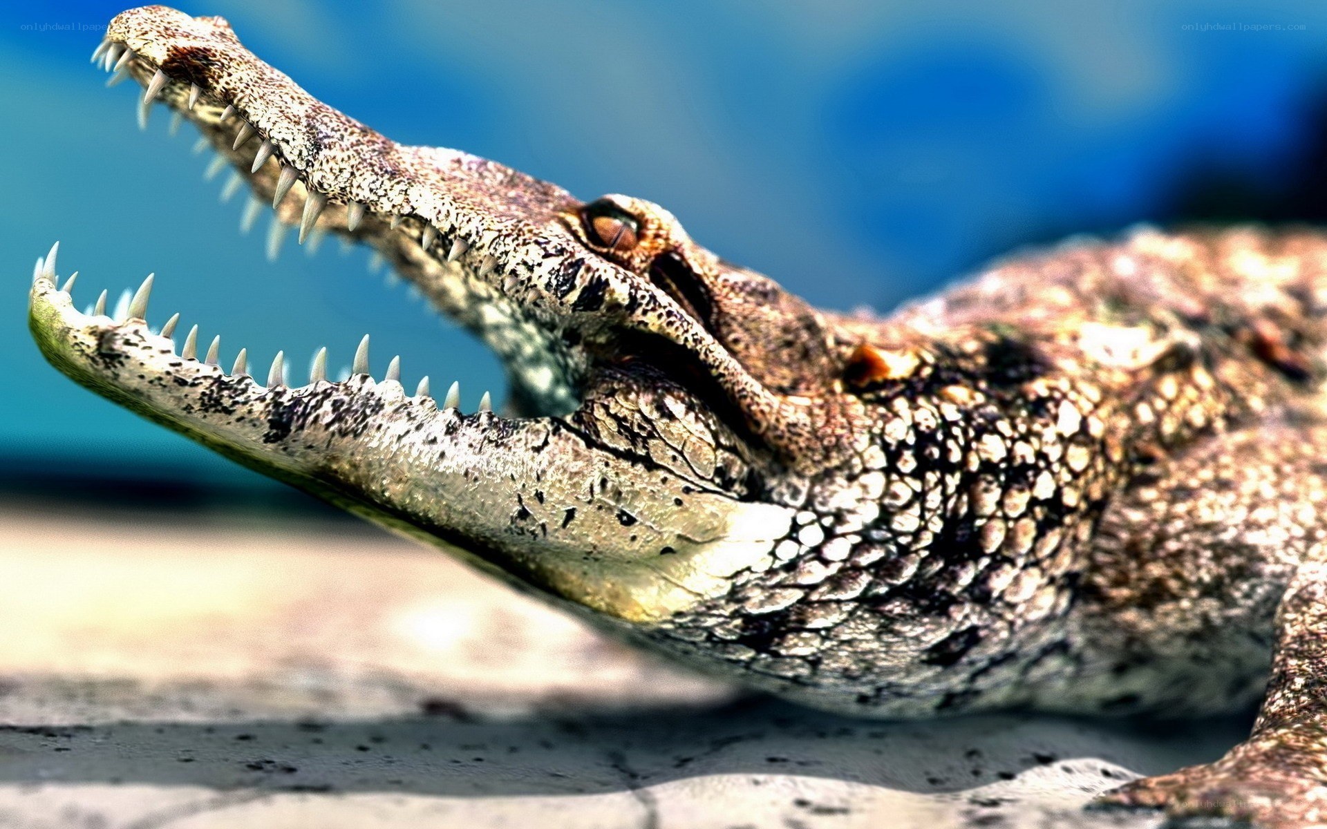 crocodile with open mouth