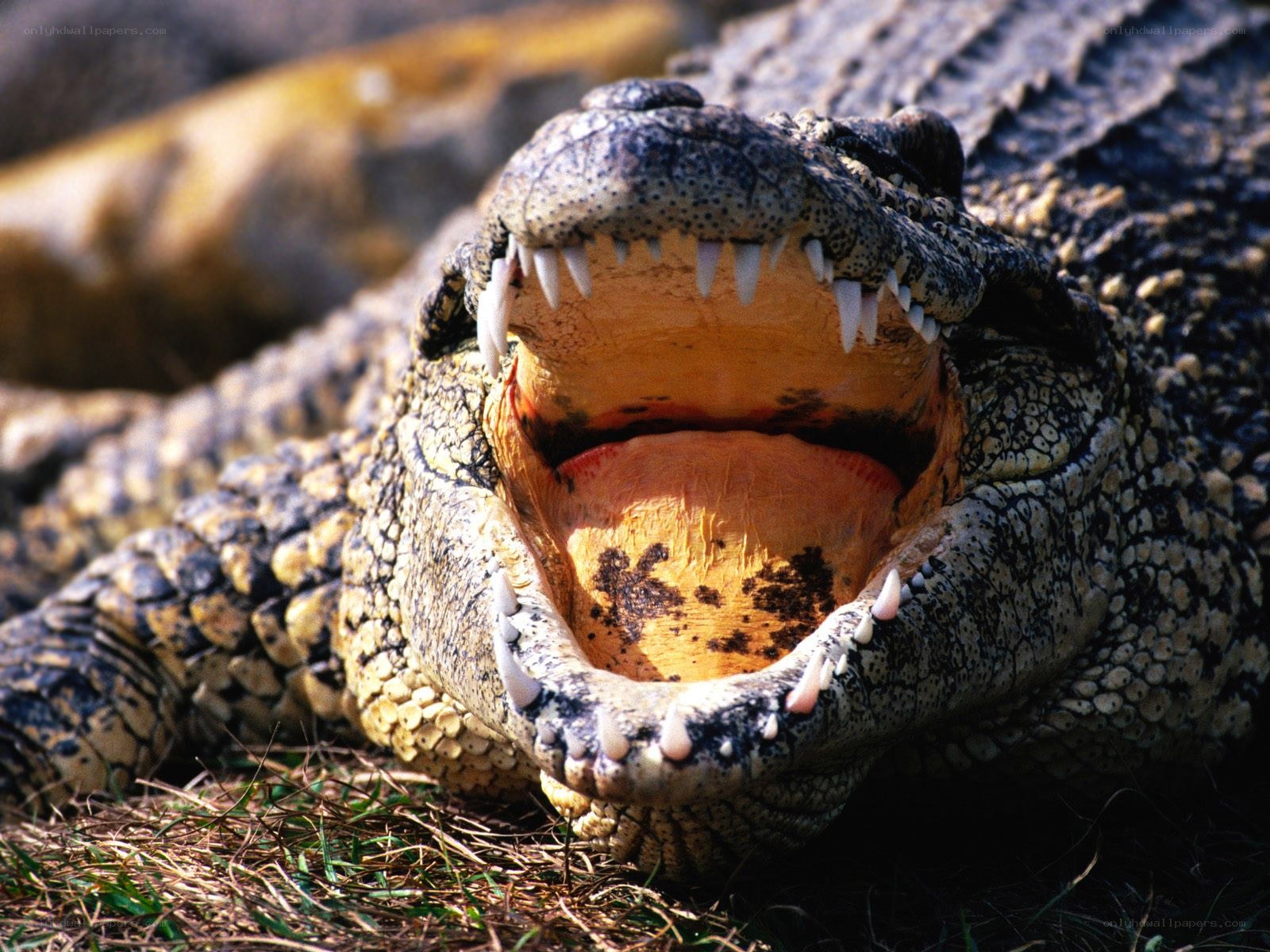 crocodile with open mouth