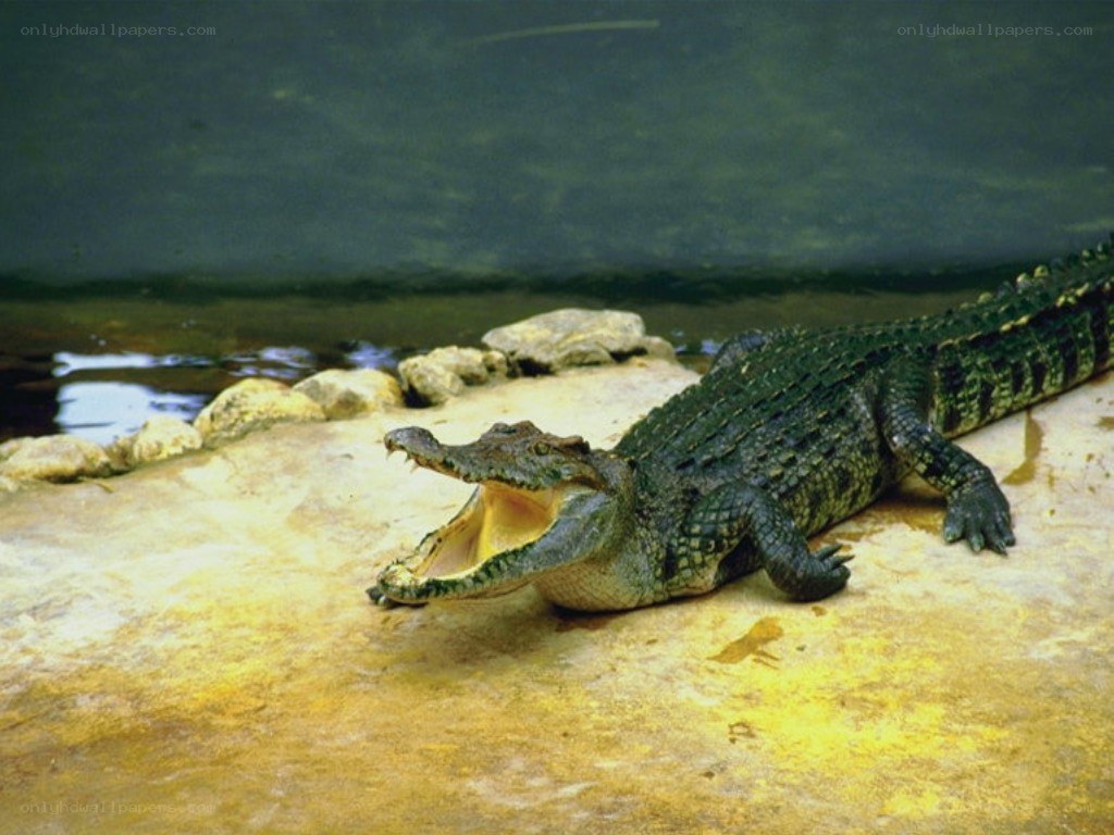 Crocodile with open mouth