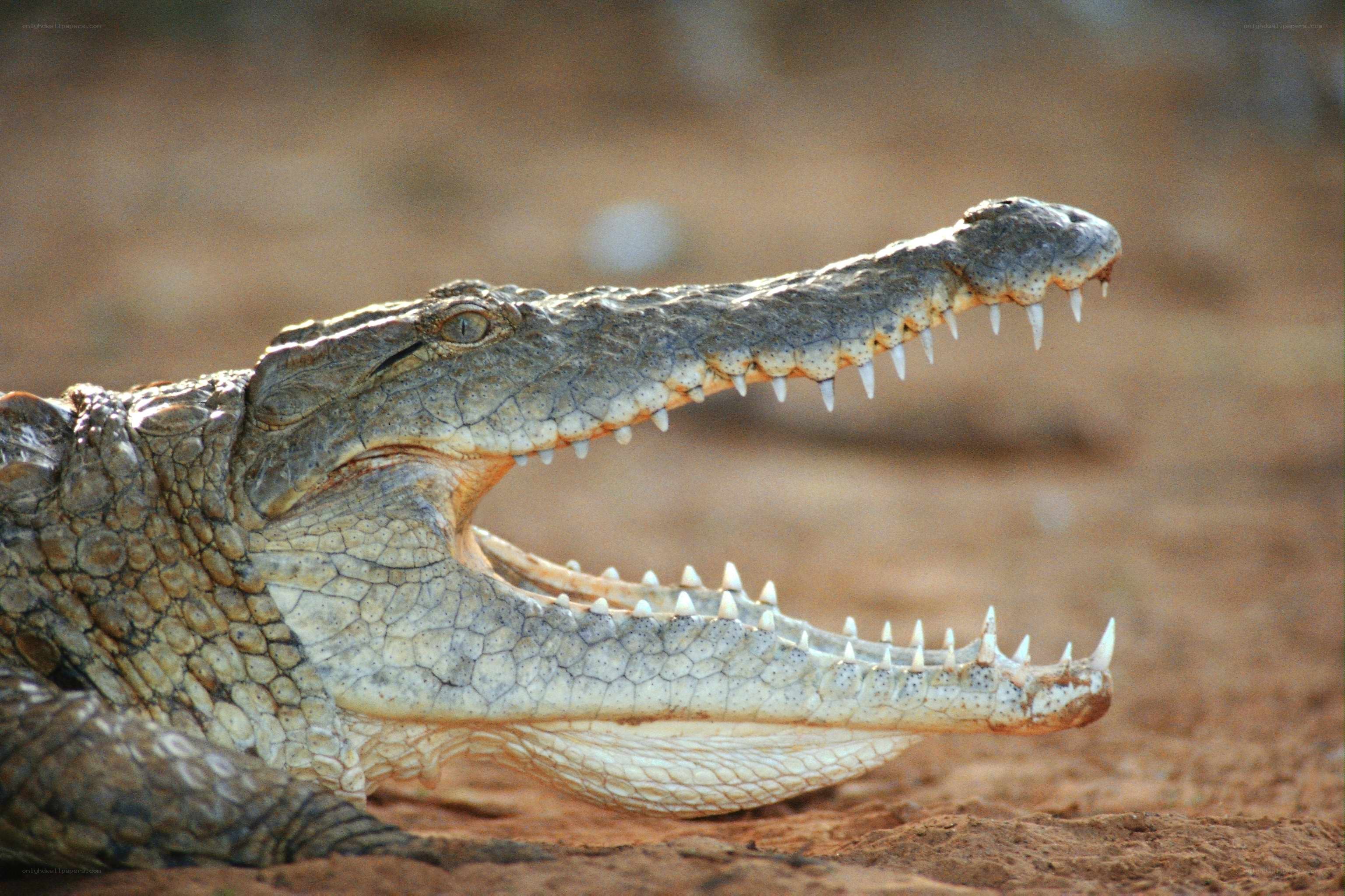 crocodile with open mouth