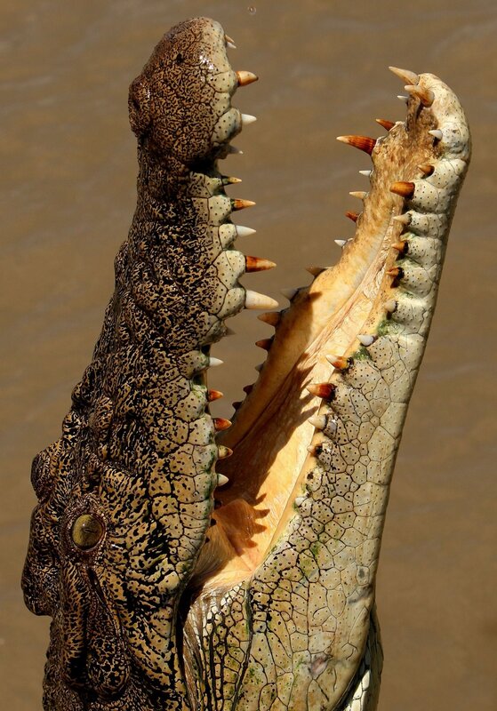 Crocodile with open mouth