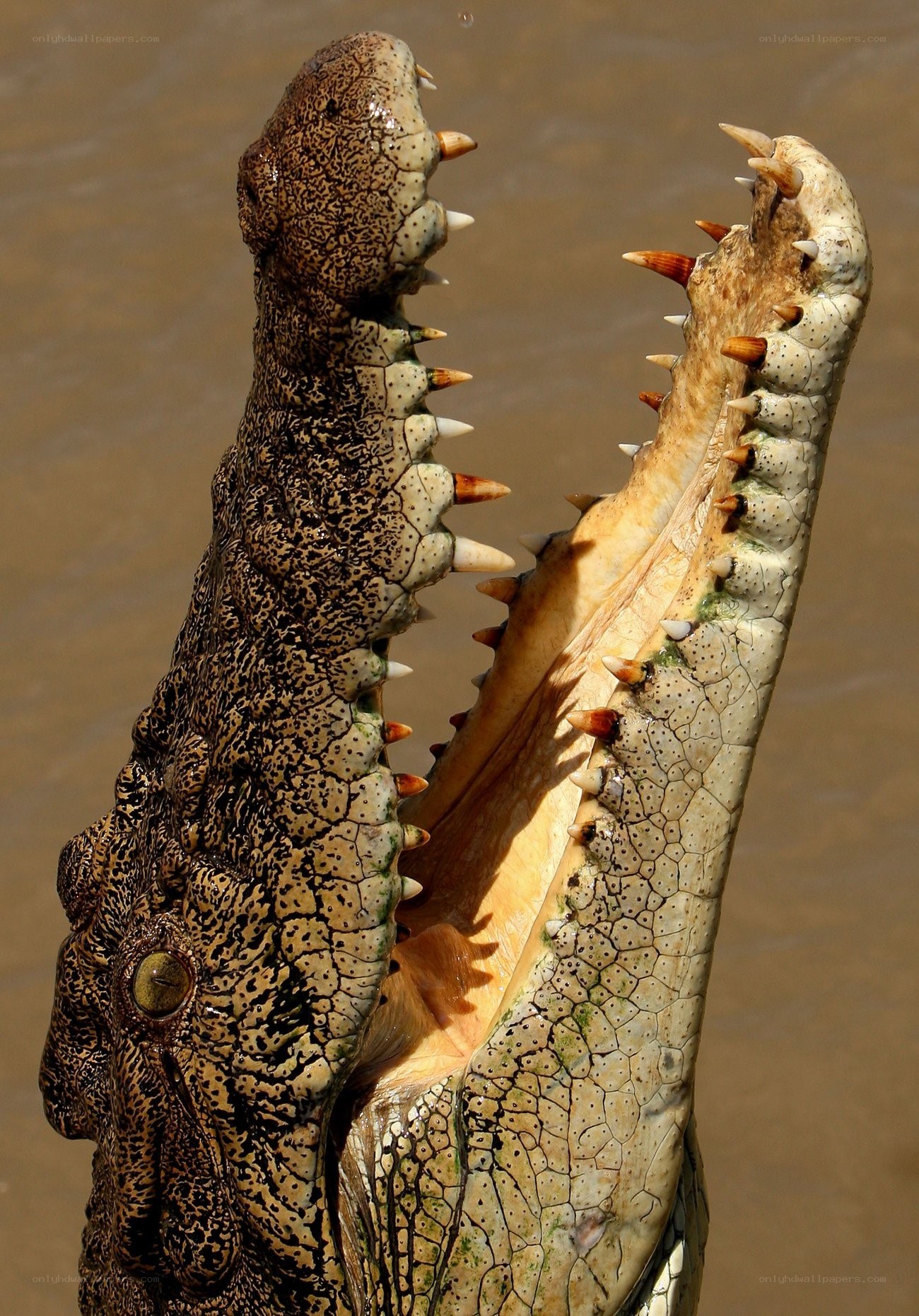 Crocodile with open mouth