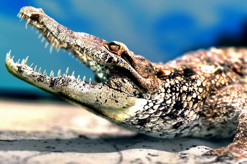 Crocodile with Open Mouth — Blue, Intense