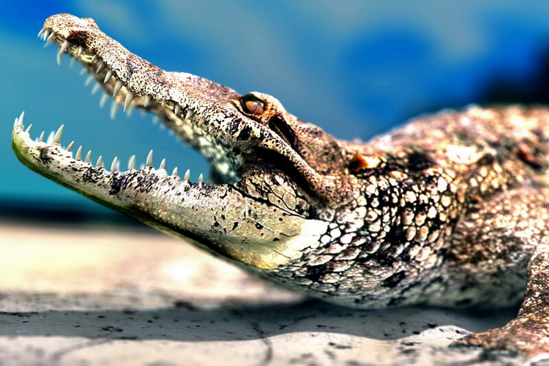 Crocodile with Open Mouth — Brown, Dramatic