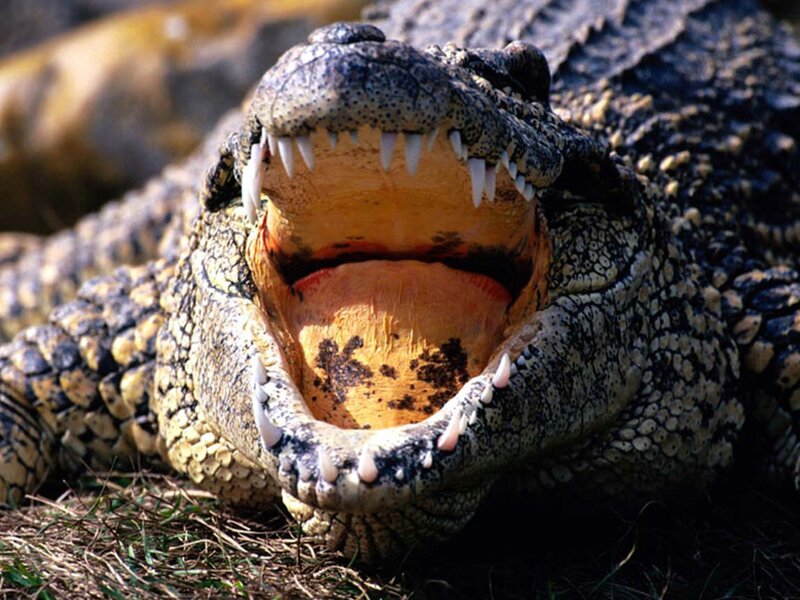 Crocodile with Open Mouth — Brown, Intense, Afternoon