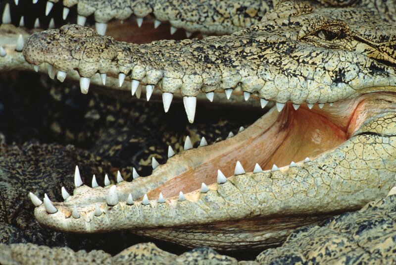 Crocodile with Open Mouth — Brown, Intense, Photograph, Teeth