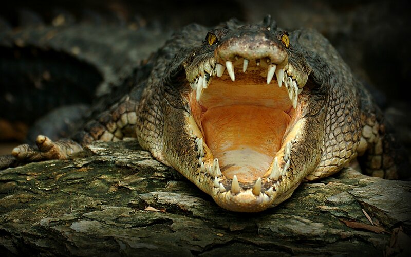 Crocodile with Open Mouth — Brown, Intense, Photograph