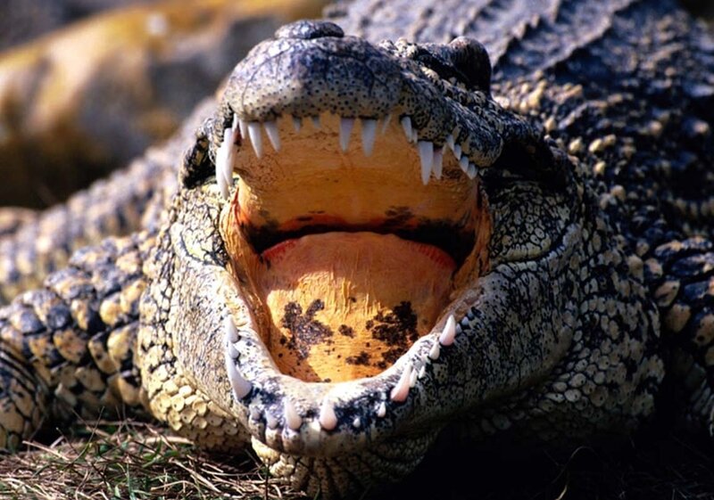 Crocodile with Open Mouth — Brown