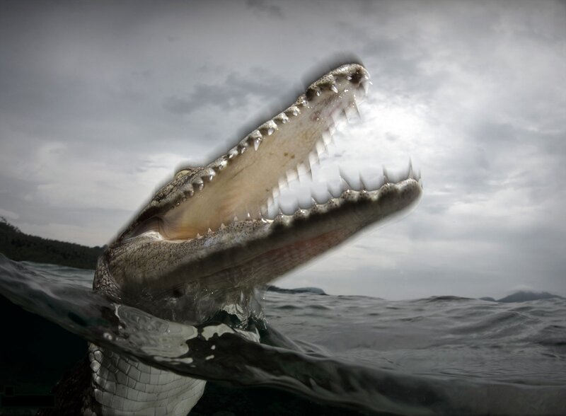 Crocodile with Open Mouth — Gray, Dramatic, Photograph