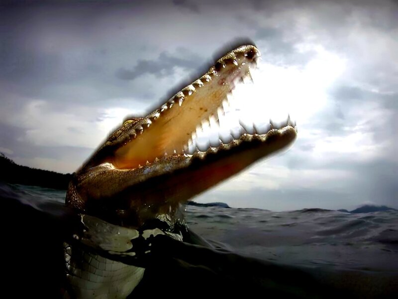 Crocodile with Open Mouth — Gray, Dramatic