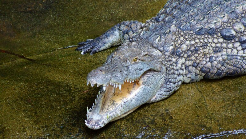 Crocodile with Open Mouth — Gray, Intense