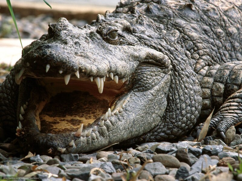 Crocodile with Open Mouth — Gray, Natural