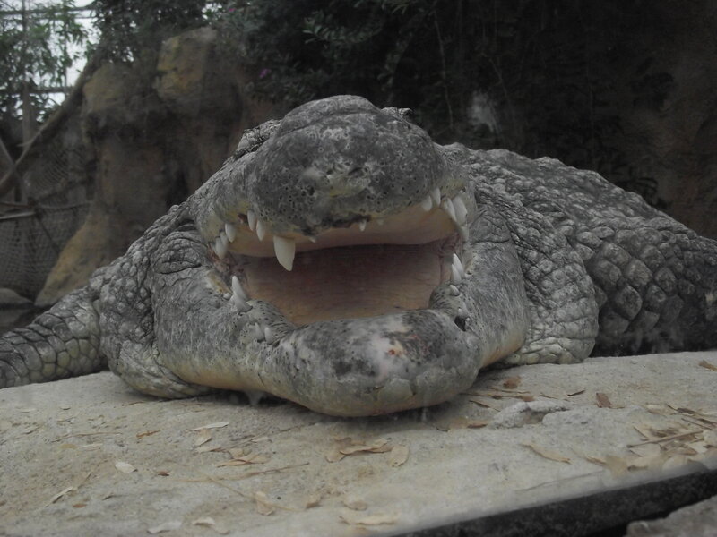 Crocodile with Open Mouth — Gray, Neutral