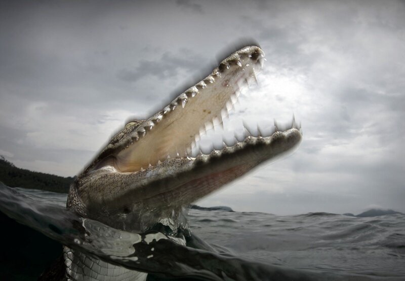 Crocodile with Open Mouth — Gray