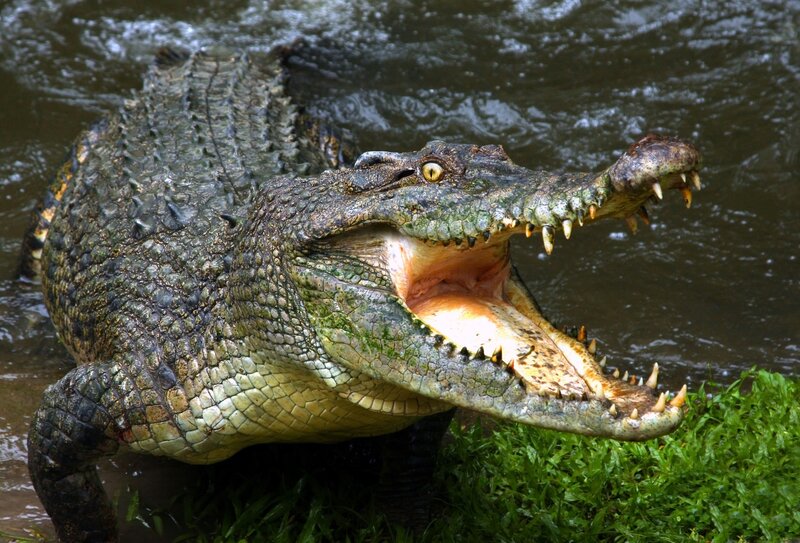 Crocodile with Open Mouth — Green, Aggressive, Photograph