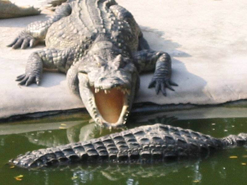 Crocodile with Open Mouth — Green, Aggressive