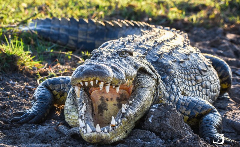 Crocodile with Open Mouth — Green, Dramatic, Afternoon