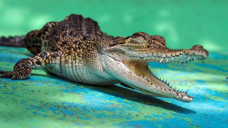 Crocodile with Open Mouth — Green, Dramatic, Photograph