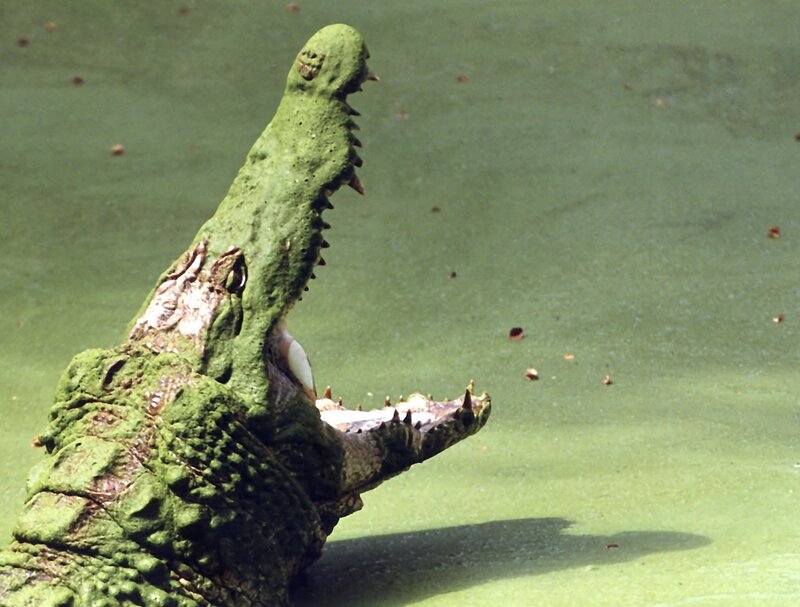 Crocodile with Open Mouth — Green, Dramatic