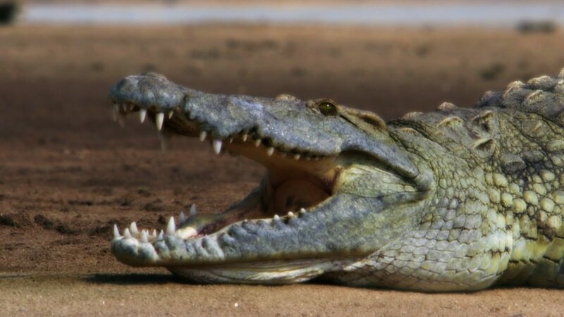 Crocodile with Open Mouth — Green, Natural