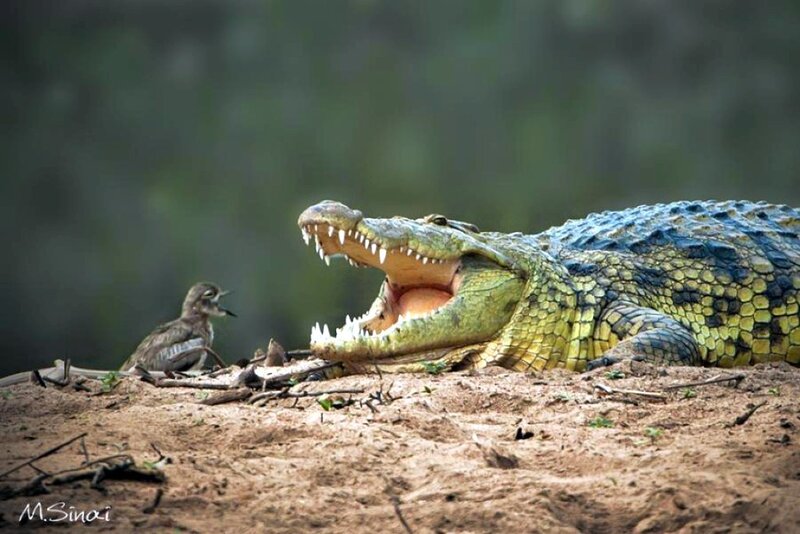 Crocodile with Open Mouth — Green