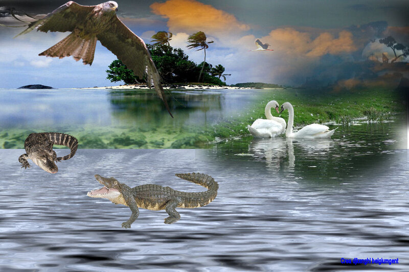 Crocodiles and Swans