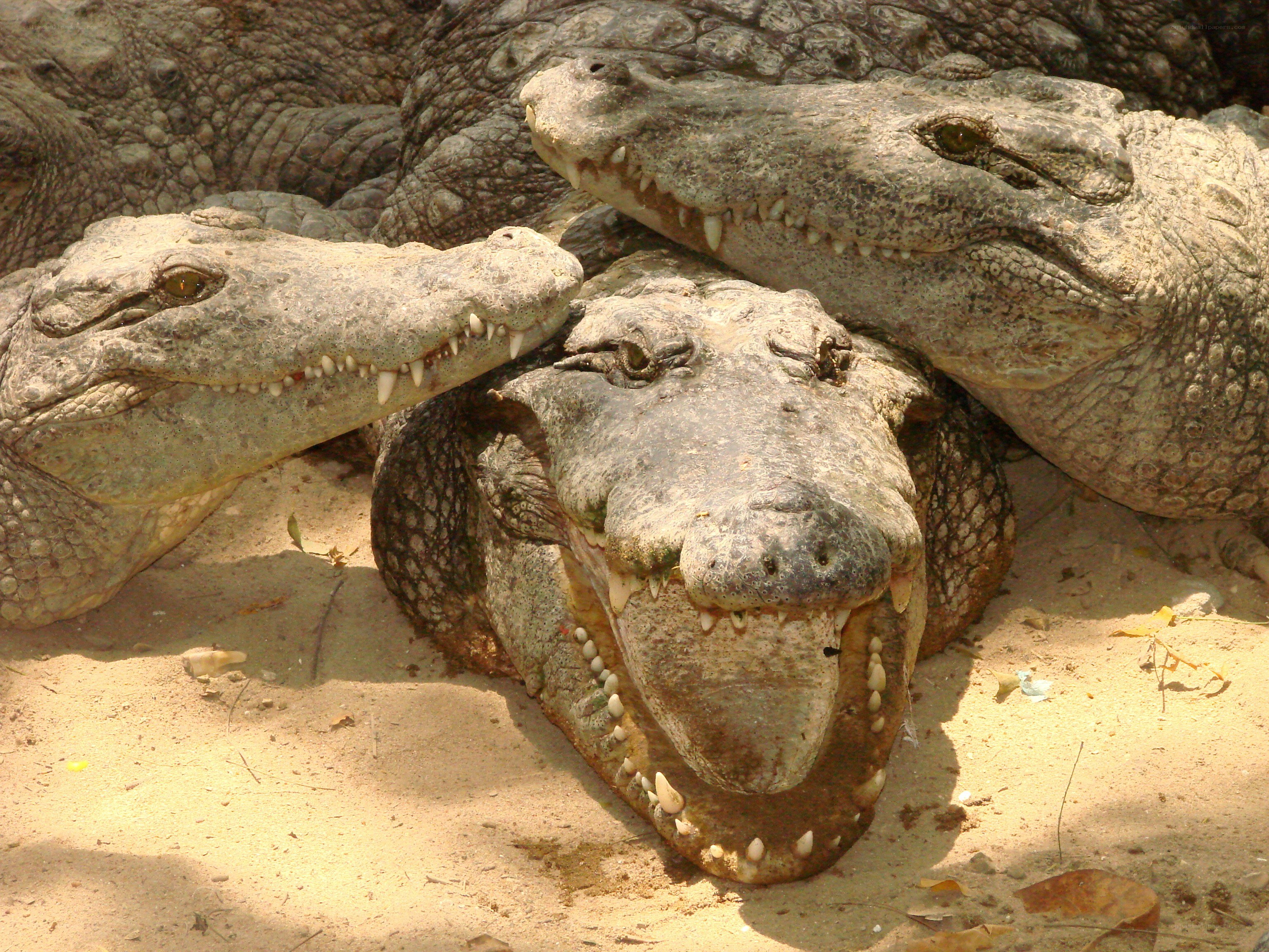 Crocodiles basking in the sun