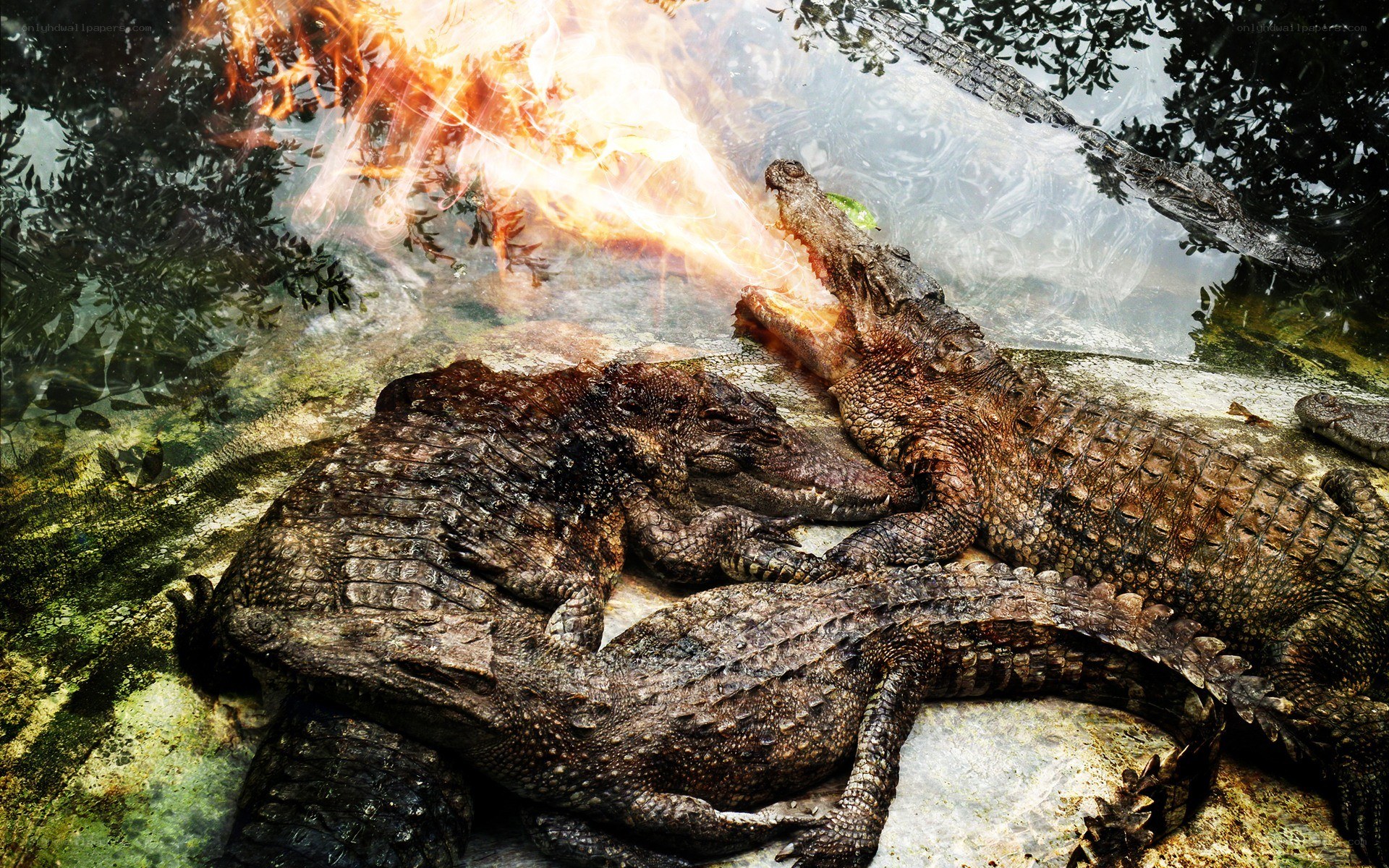 Crocodiles breathing fire