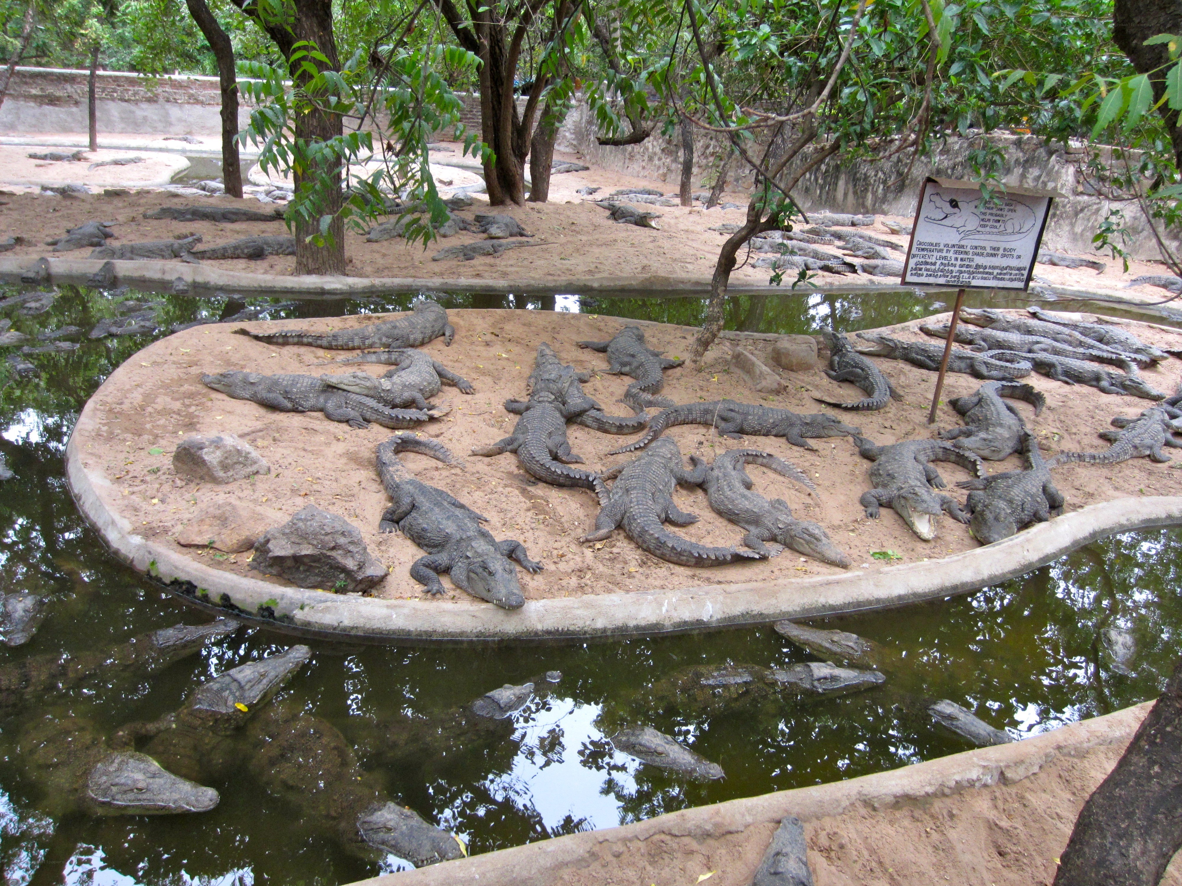 Crocodiles in a zoo enclosure