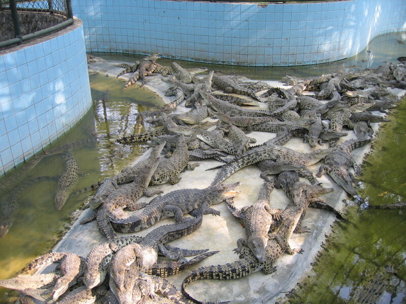 Crocodiles in Enclosure