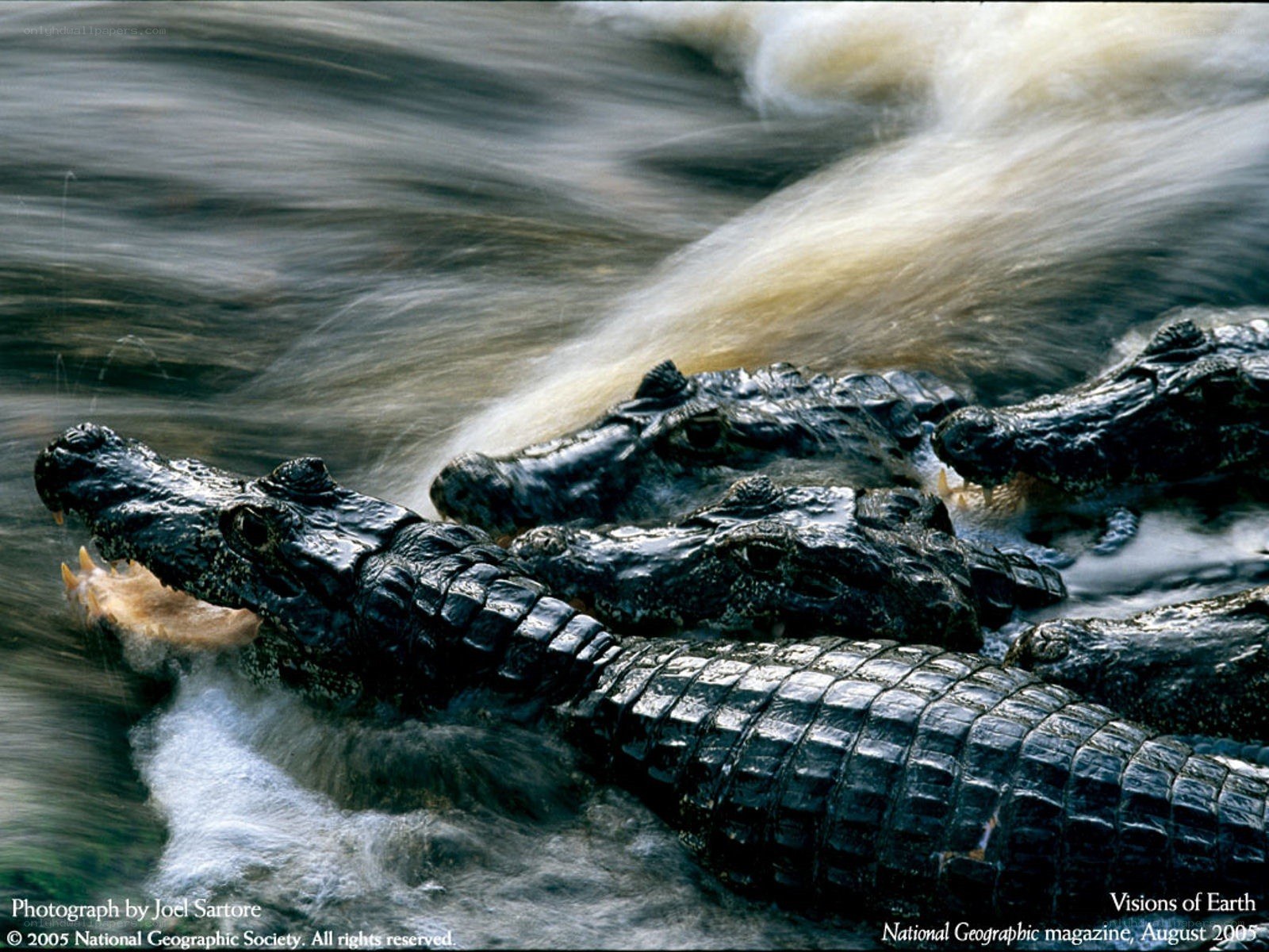 Crocodiles in rushing water