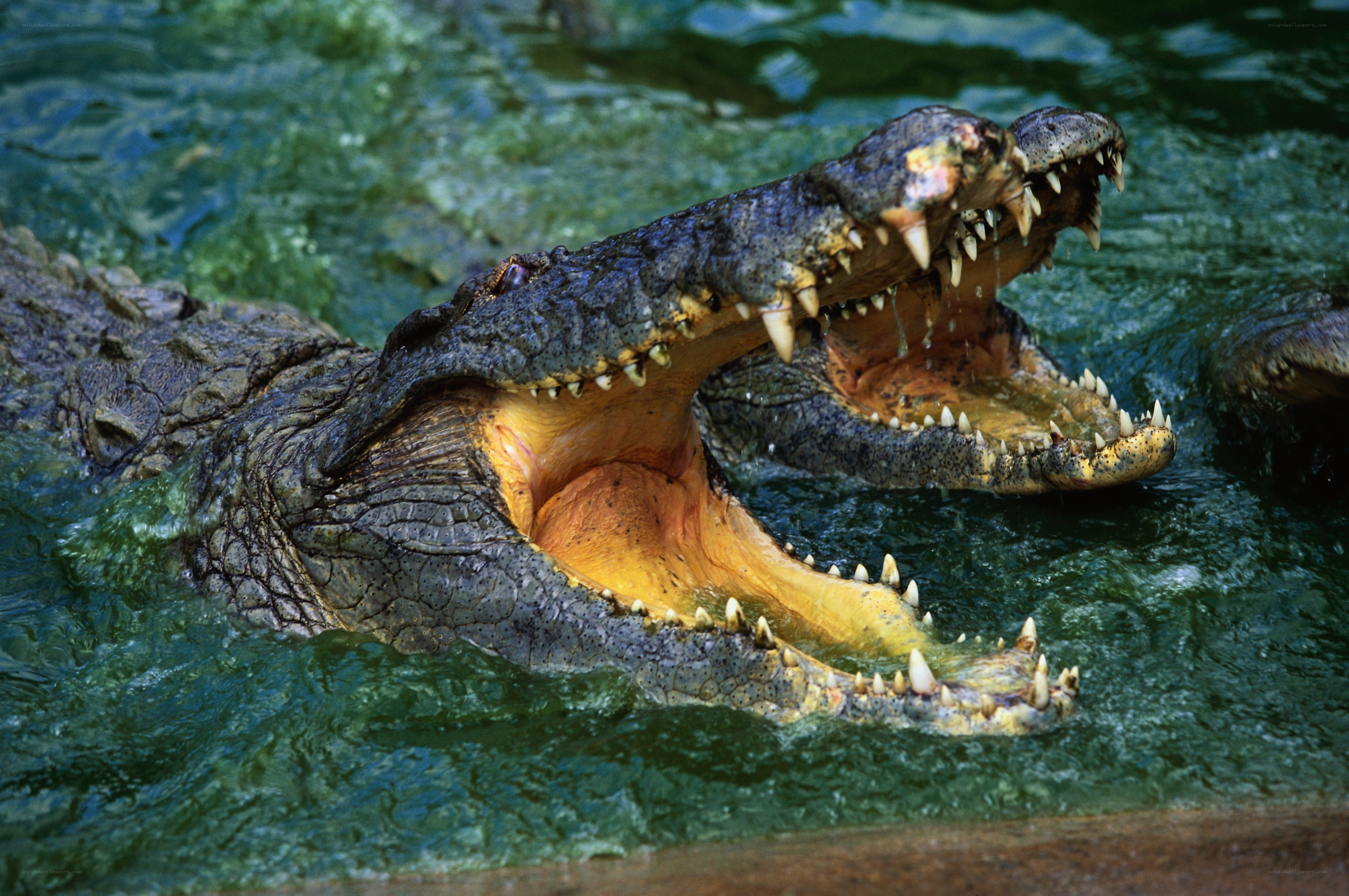 Crocodiles in water with open mouths