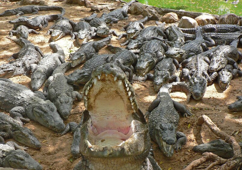 Crocodiles on Dirt