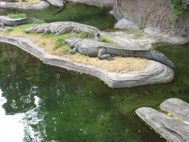 Crocodiles on Land