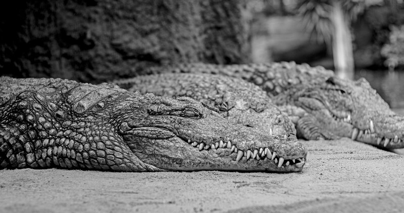 Crocodiles Resting