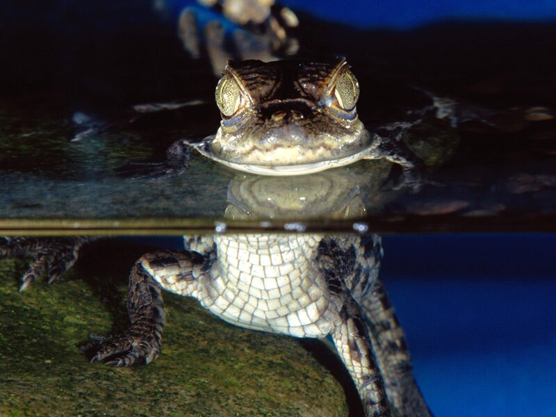 Crocodylus acutus in water