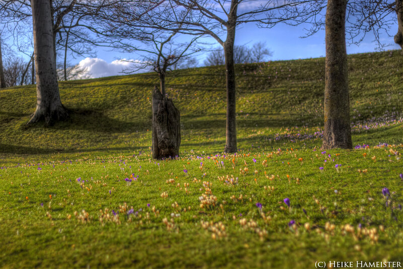 Crocus Flowers in Field
