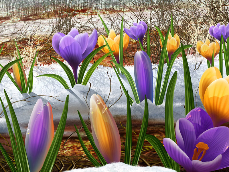 Crocus flowers in melting snow