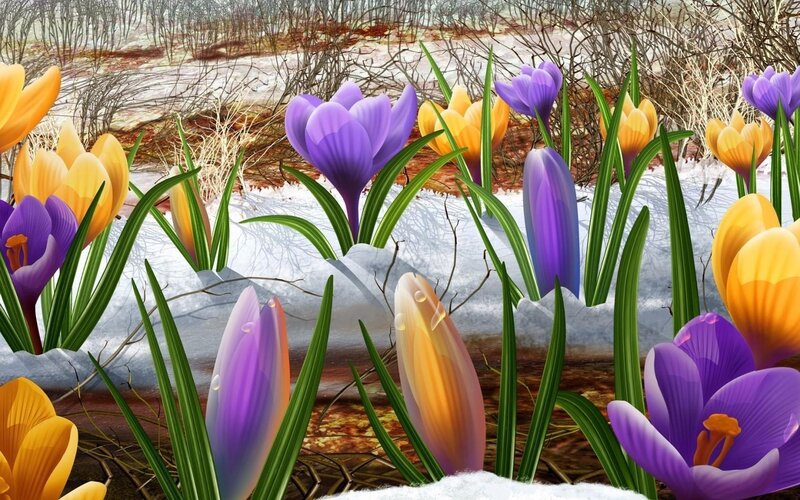 Crocus Flowers in Snow — Purple