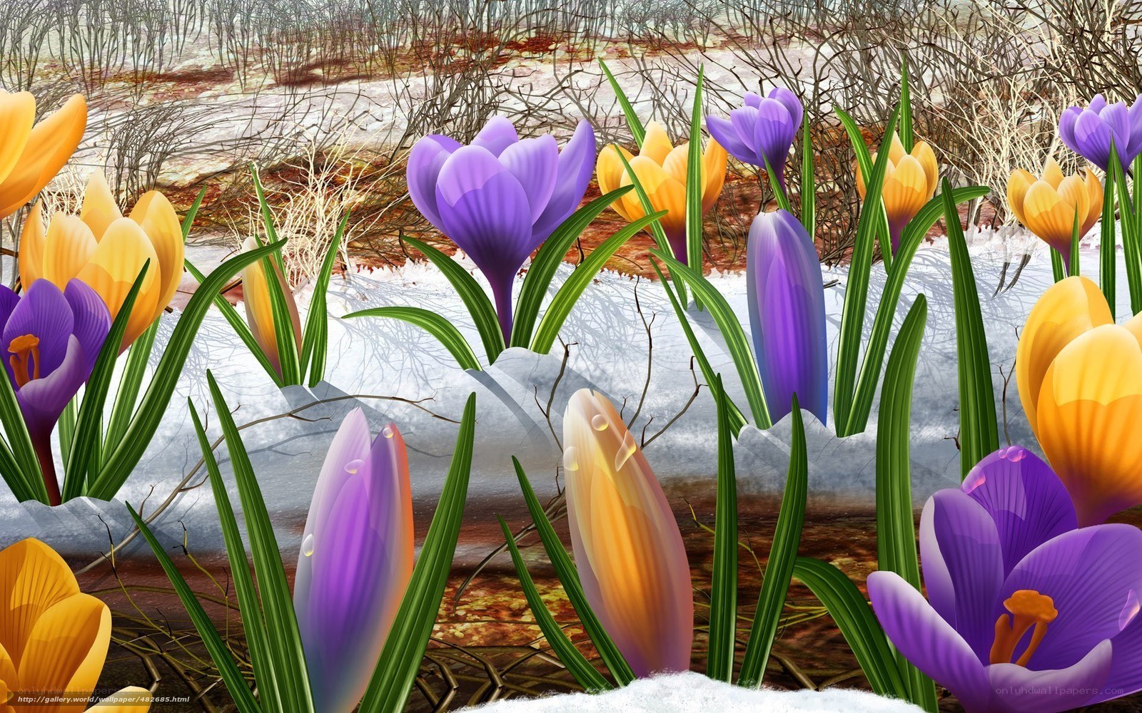 Crocus flowers in snow
