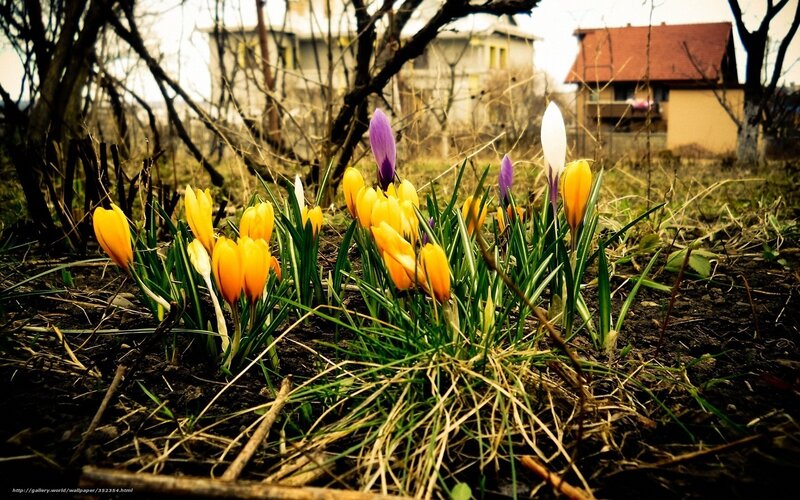 Crocus Flowers in Soil