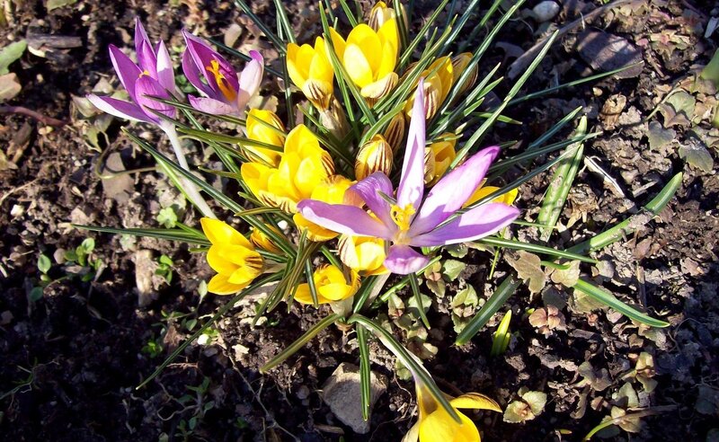 Crocus flowers in spring