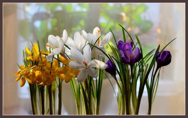 Crocus Flowers in Vase