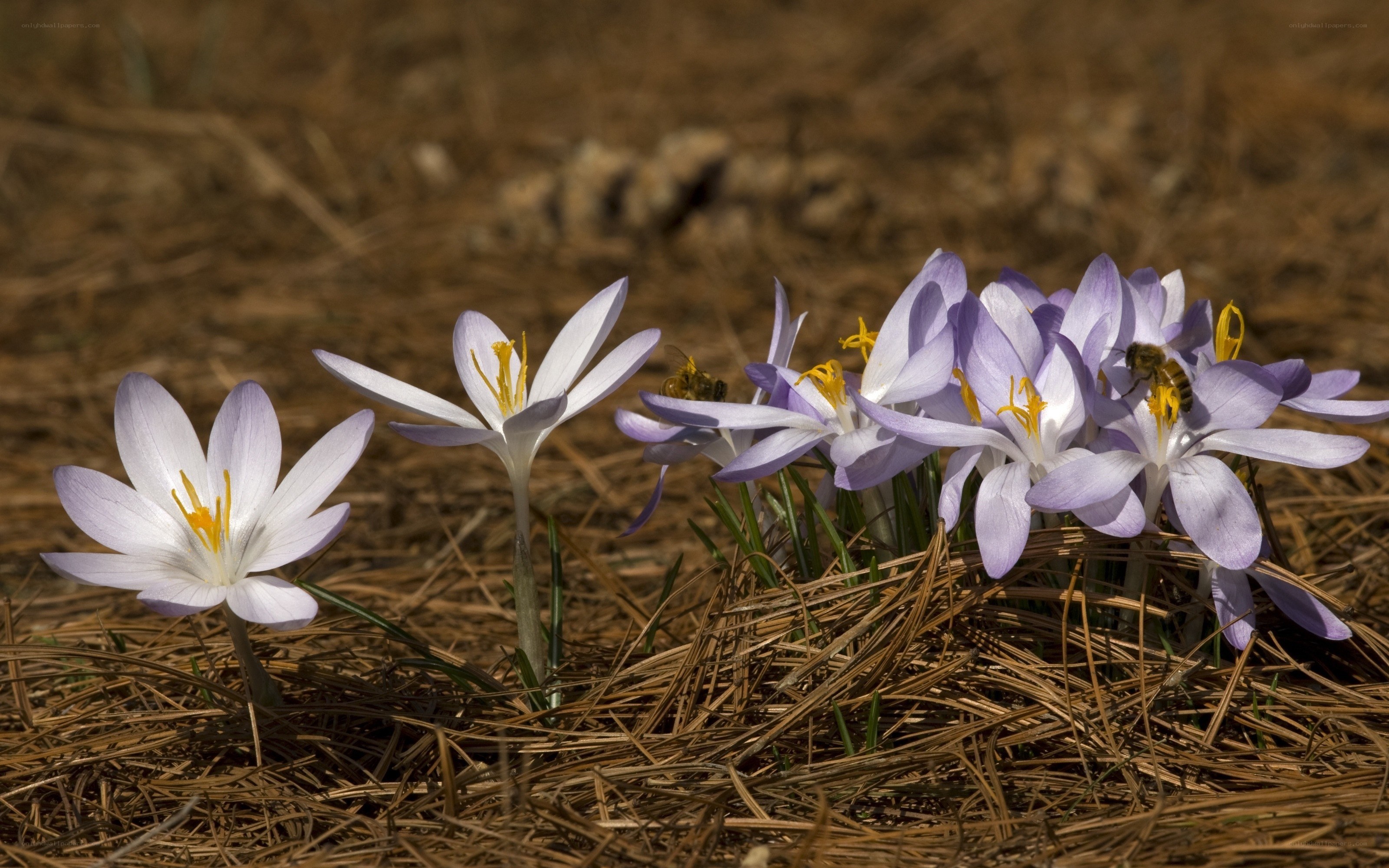 Crocus flowers with bees