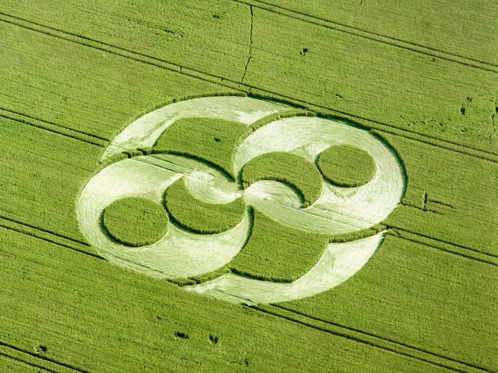 Crop circle in a wheat field
