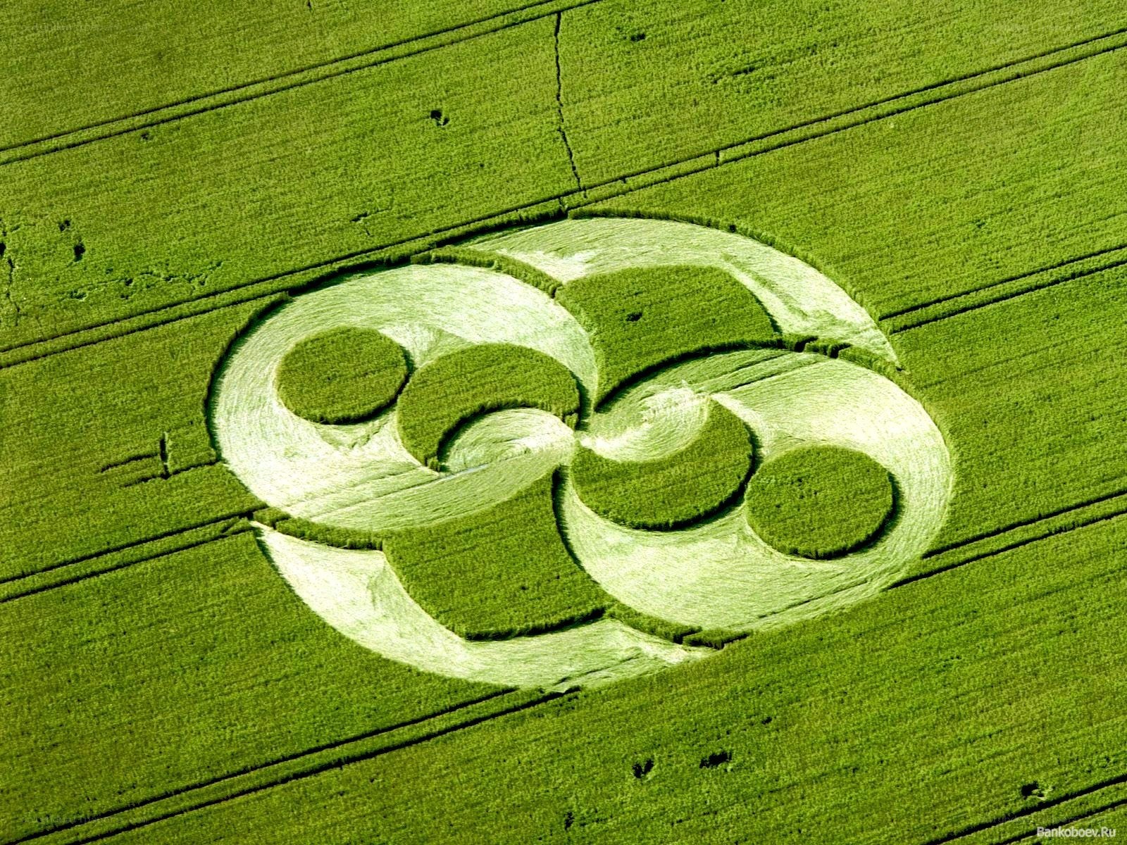 Crop circle in green field