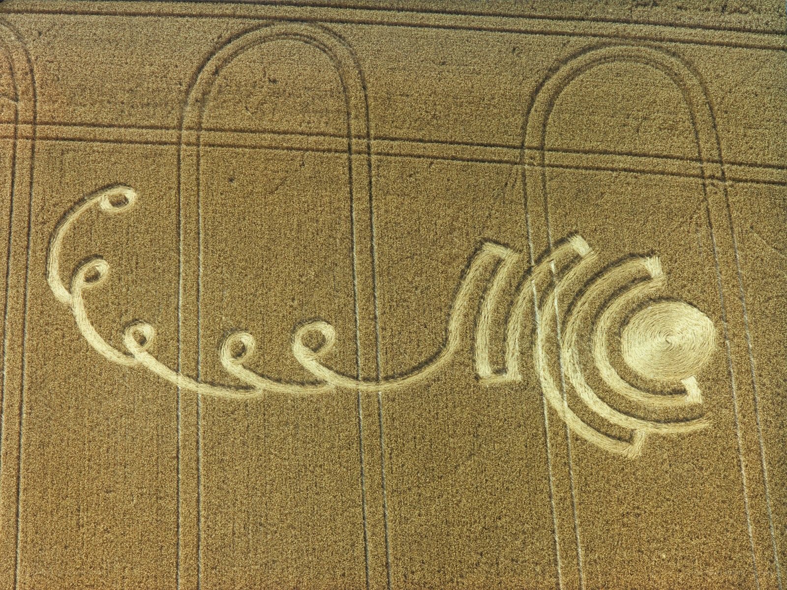 Crop circle in wheat field