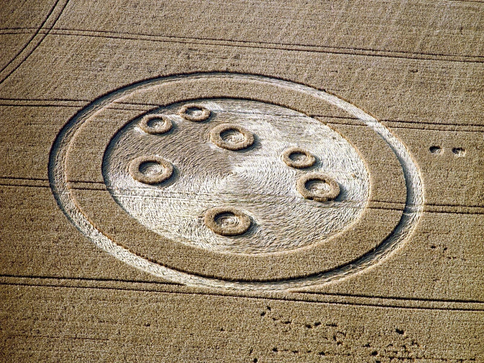 Crop circle in wheat field