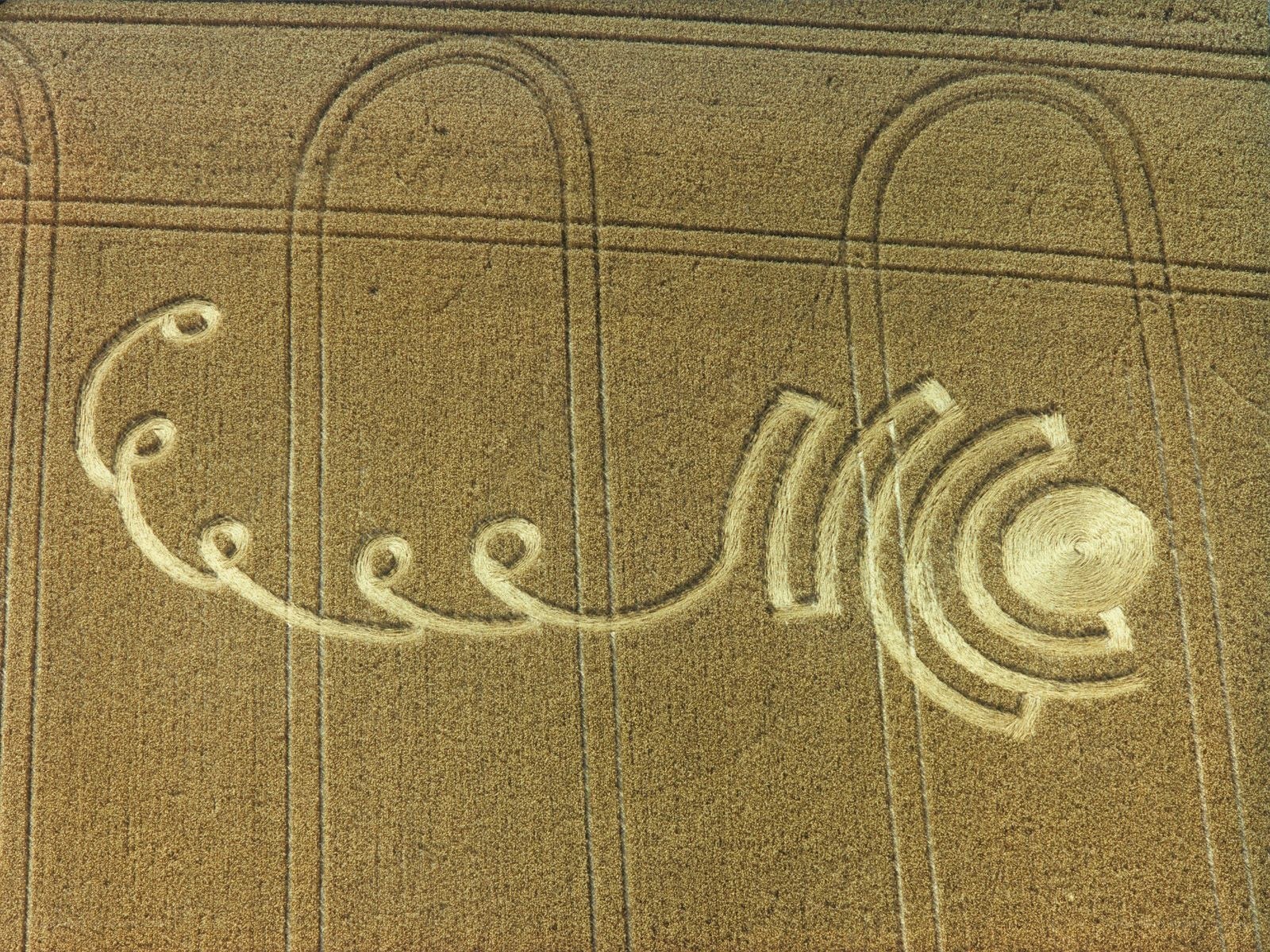 Crop circle in wheat field