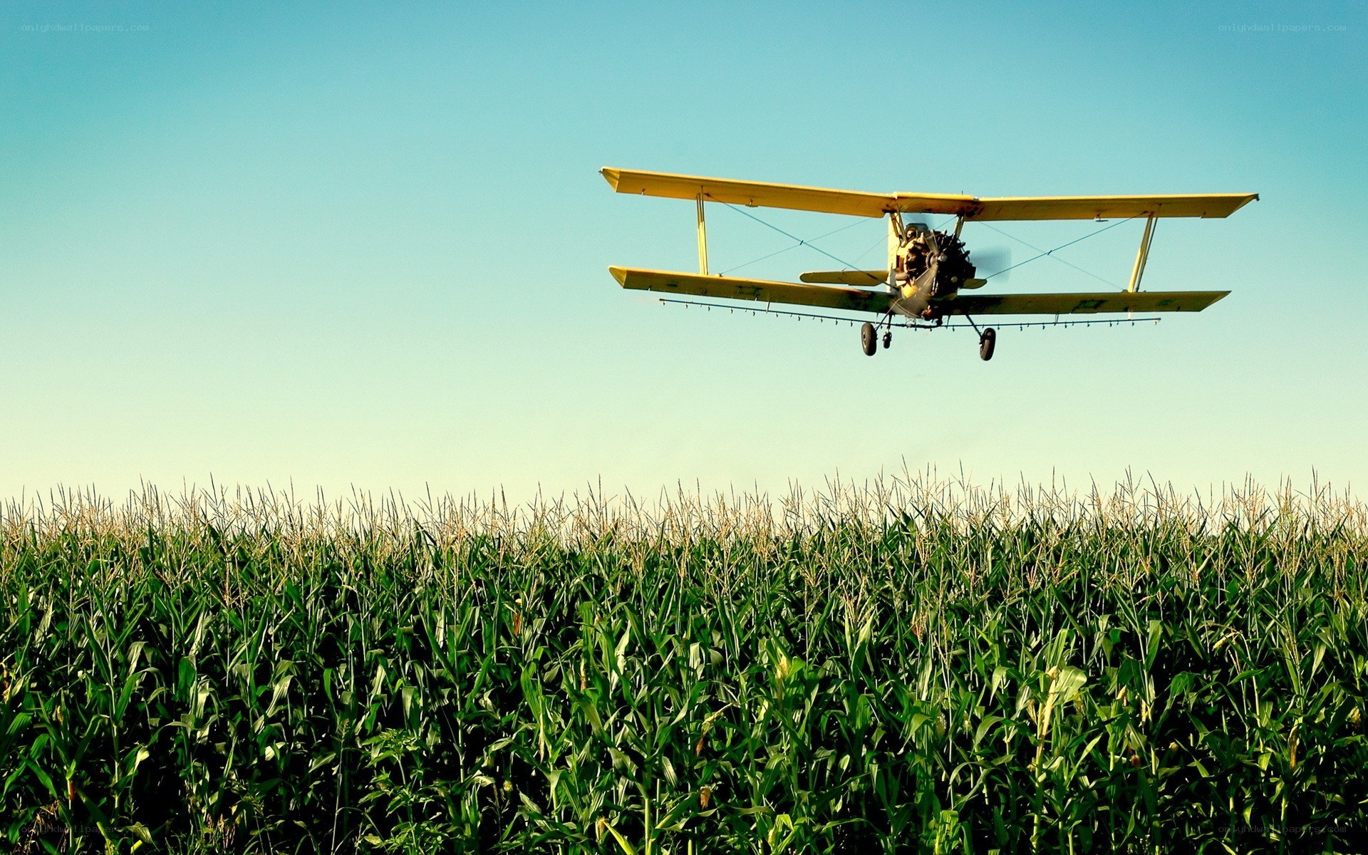 Crop duster over cornfield